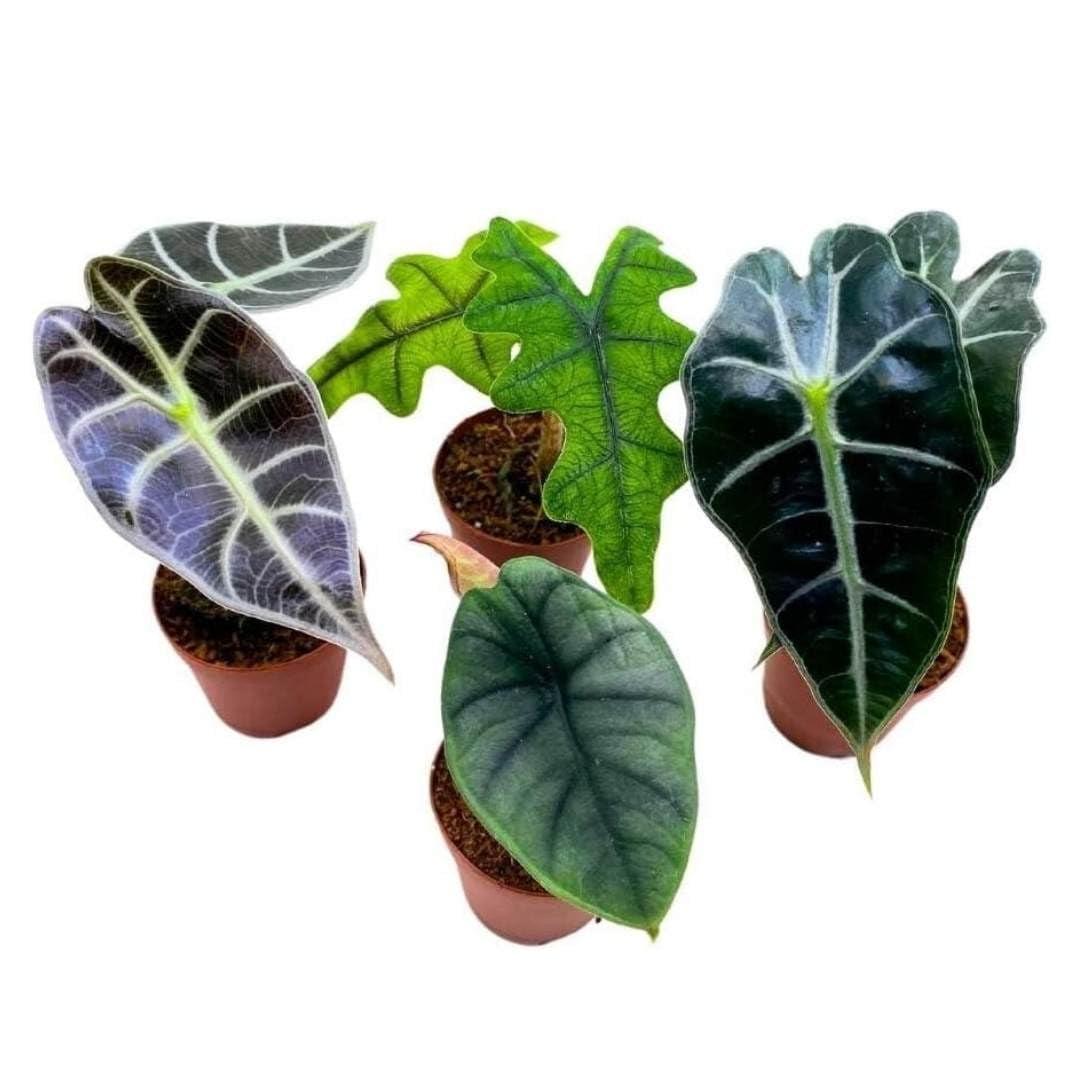 Rare Alocasia Assortment, 2 inch Set of 4, Jewel Variegated Jacklyn, Cuprea  Pixie Plants - Walmart.com