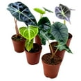 thumbnail image 1 of Rare Alocasia Assortment, 2 inch Set of 6, Jewel Variegated Jacklyn, Cuprea Pixie Plants, 1 of 5