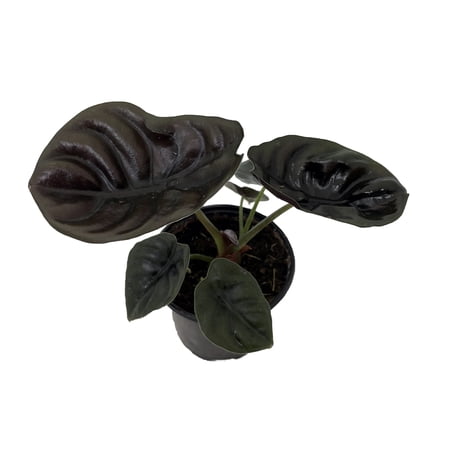 Rare Alocasia cuprea - Red Secret - 4" Pot - Collector's Series