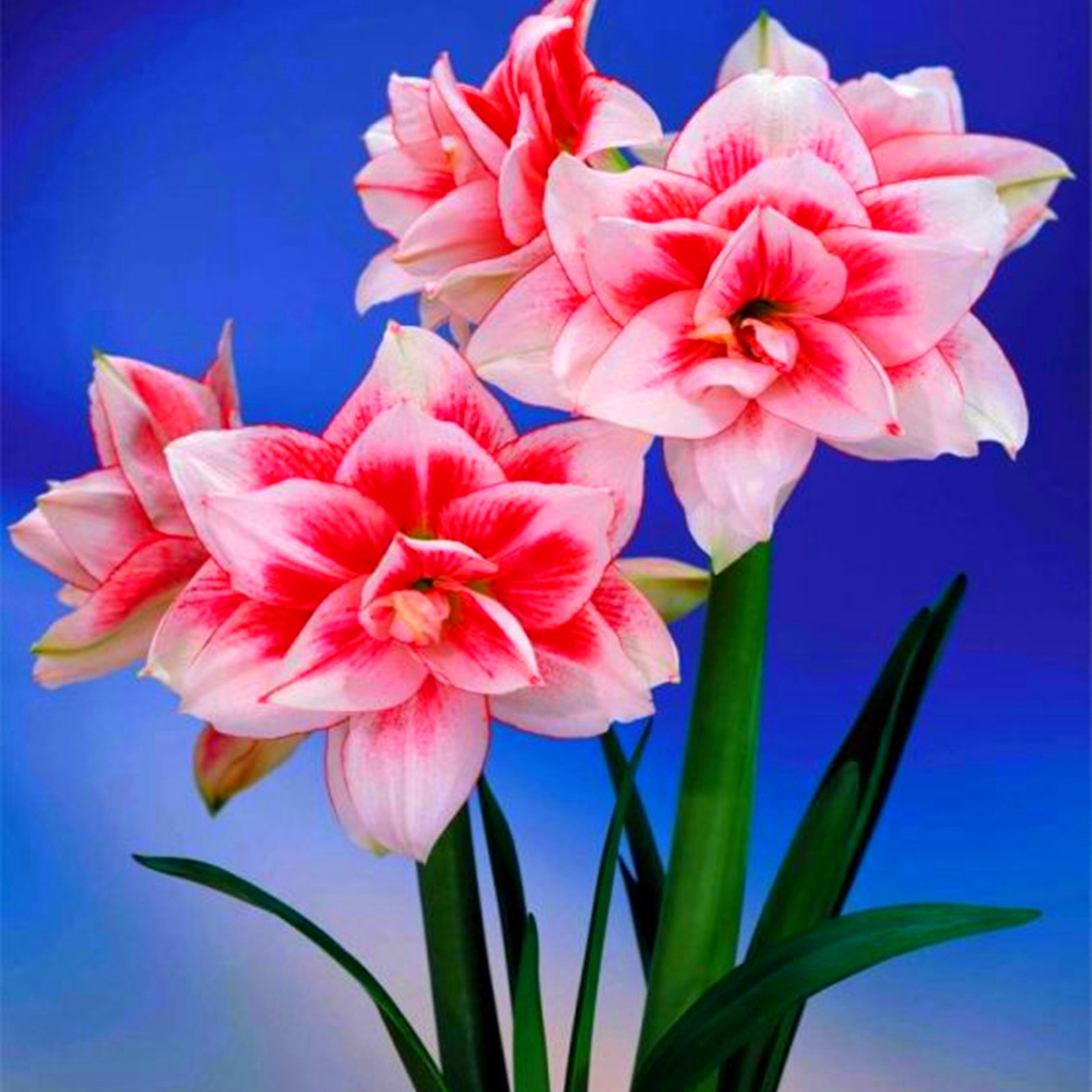 Rare,Amaryllis,Beauty,Low Maintenance,Bulk,Planting,Professional