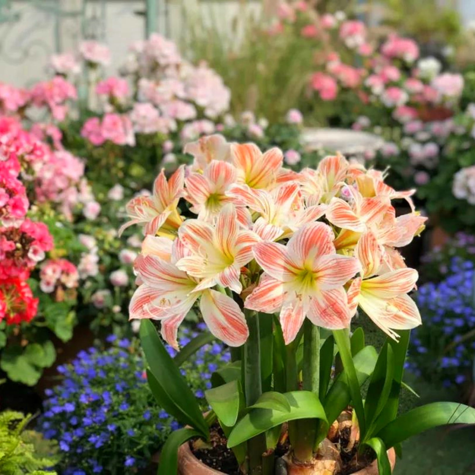 Rare,Amaryllis,Beauty,Low Maintenance,Bulk,Planting,Professional