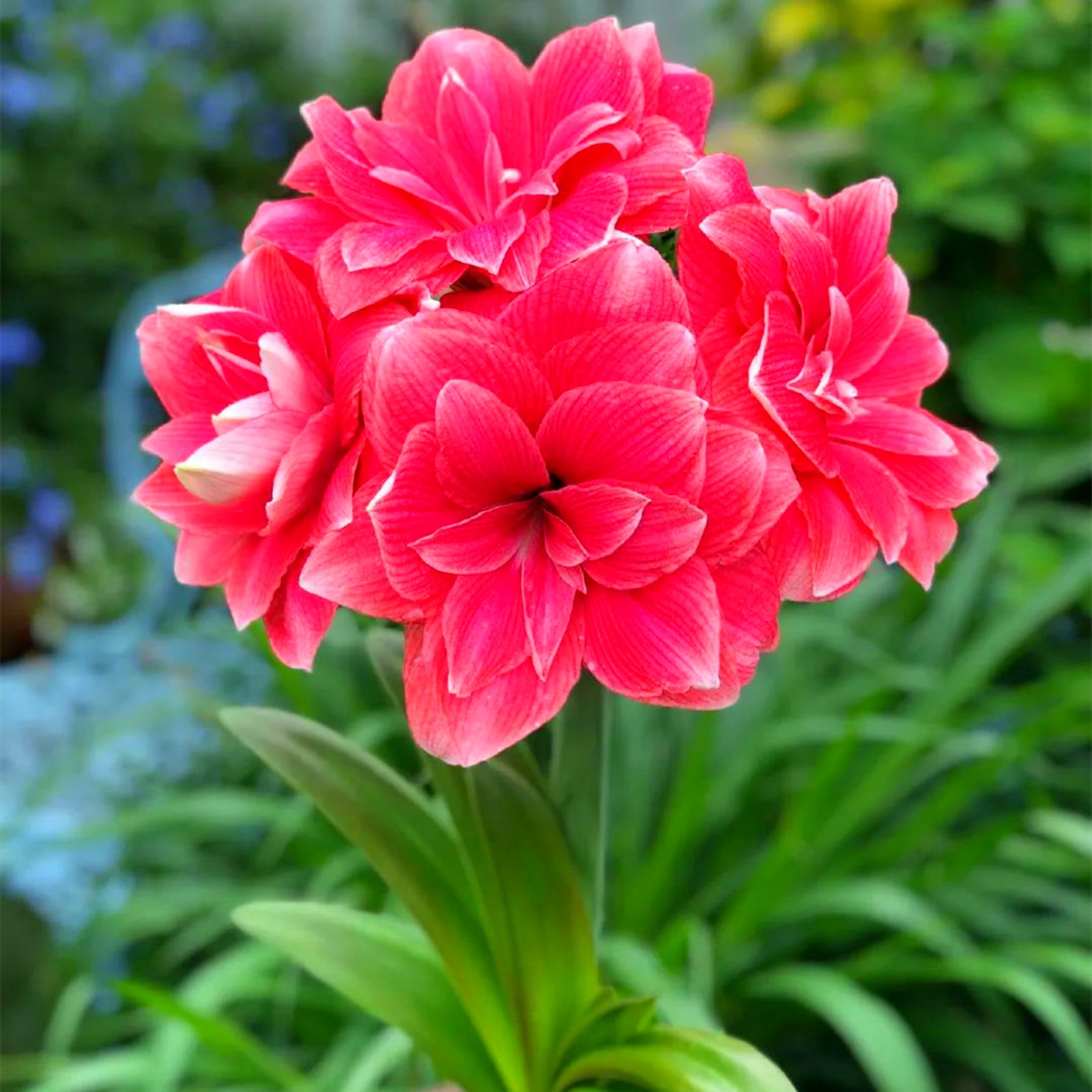 Rare,Amaryllis,Beauty,Low Maintenance,Bulk,Planting,Professional