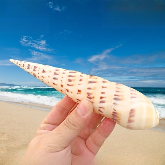 Rare Bamboo Conch Shell Large Aquarium Decor Specimen 18 to 20cm Coastal Sea Shell Home Decoration