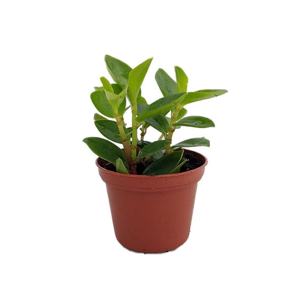 Rare Bamboo Stalks Peperomia  2.5" Pot - Collector's Series