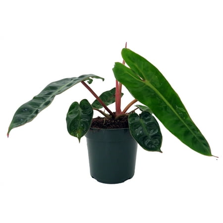 Rare Billietiae Philodendron - 4" pot
