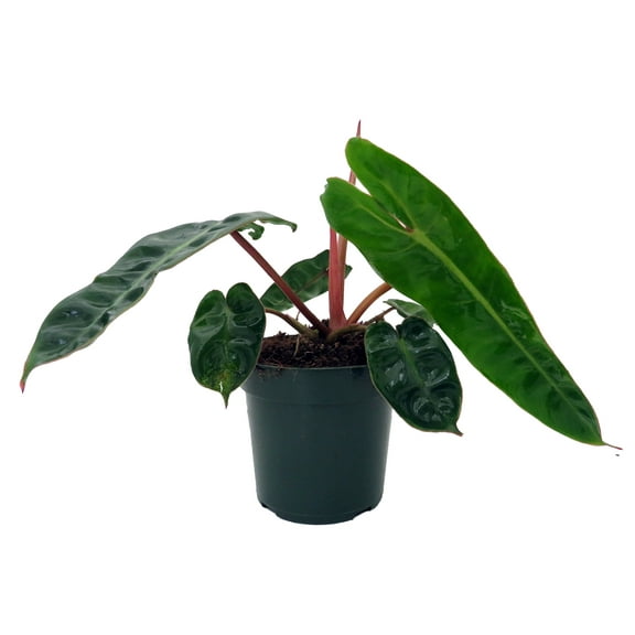 Rare Billietiae Philodendron - 4" pot