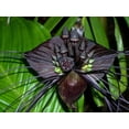 thumbnail image 1 of Rare Black Bat Plant -Tacca chanterii - Exotic Houseplant - 4" Pot, 1 of 4