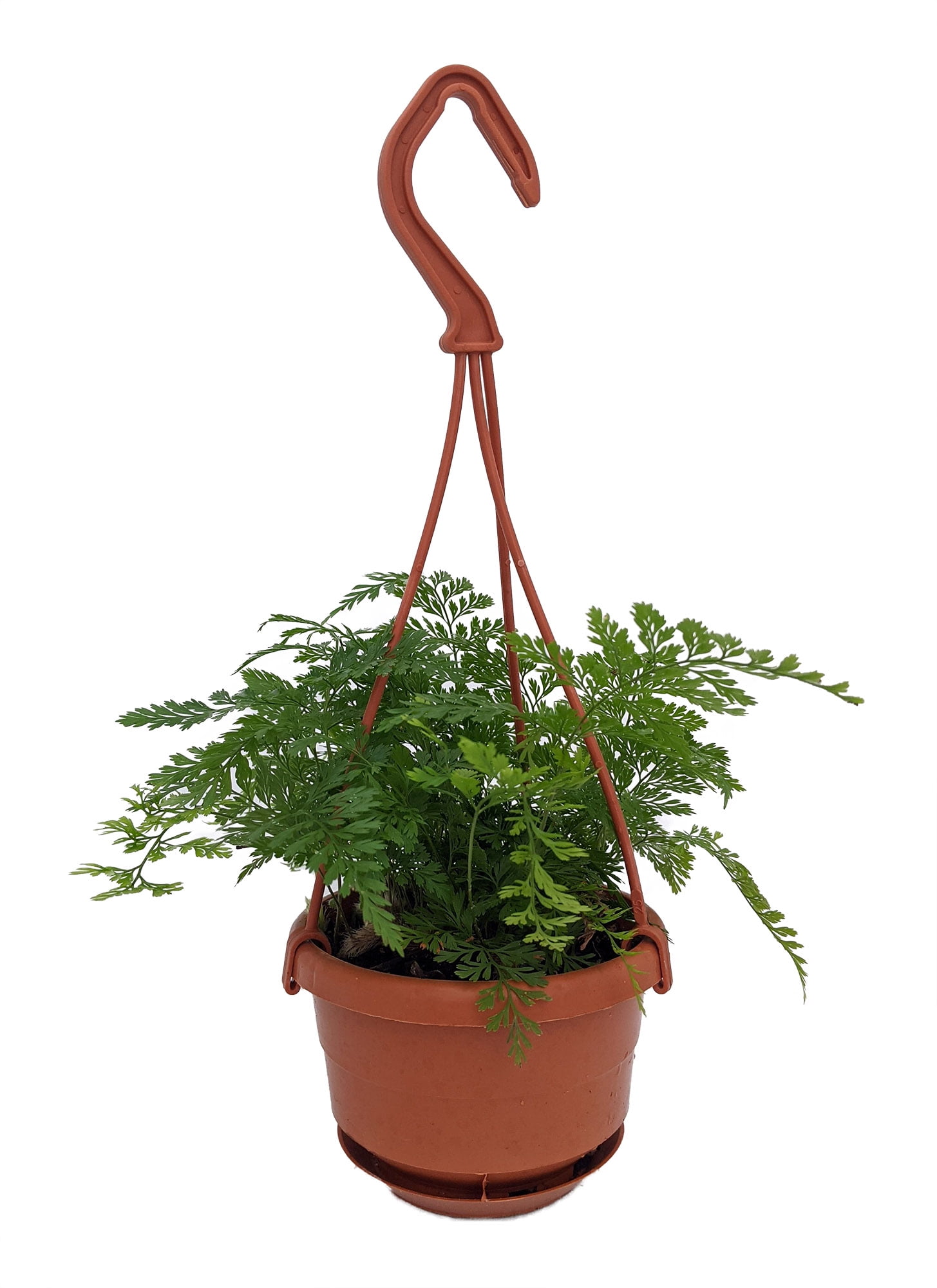 Rare Black Rabbit's Foot Fern 4" Mini Hanging Basket Davallia