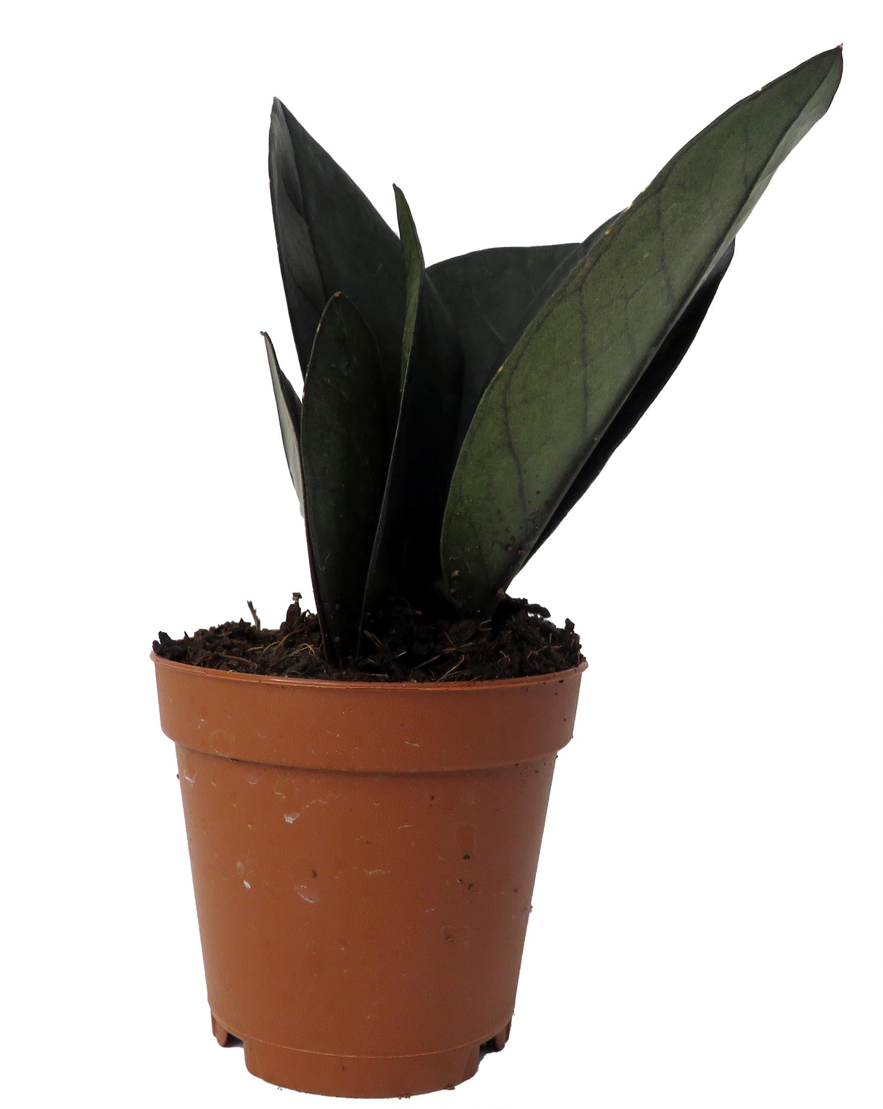 Rare Black Raven ZZ Plant - Zamioculcas zamiifolia - 4" Pot - Collector's - World's Easiest House Plant