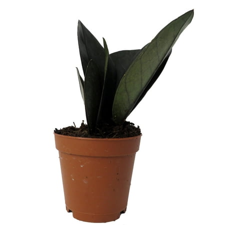 Rare Black Raven ZZ Plant - Zamioculcas zamiifolia - 4" Pot - Collector's - World's Easiest House Plant