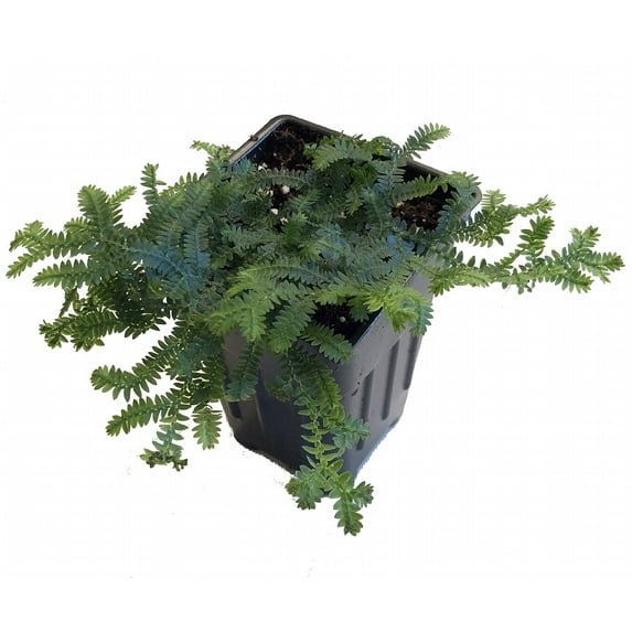 Rare Blue Peacock Ferns - Selaginella - Houseplant/Terrarium - 2 Plants 3" Pots