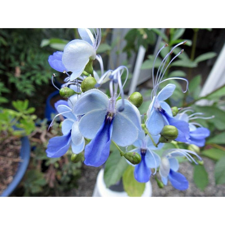 Rare Blue Wings Butterfly Plant - Clerodendrum ugandense - Indoors/Out - 2.5 Rare Blue Wings Butterfly Plant - Clerodendrum ugandense - Indoors/Out - 2.5