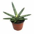 thumbnail image 1 of Rare Boncel Starfish Snake Plant -Sanseveria- Almost Impossible to Kill - 6" Pot, 1 of 3