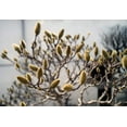 thumbnail image 1 of Rare Bonsai Pussy Willow Cutting - Thick Rootstock - Made in USA, Ships from Iowa, 1 of 2