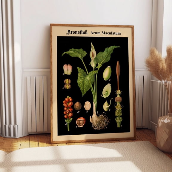 Rare Botanical German School Chart Black Background Art, Unframed Poster