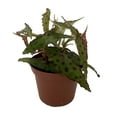 thumbnail image 1 of Rare Butterfly Begonia Plant - Begonia amphioxus - 4" Pot - Great Houseplant, 1 of 1