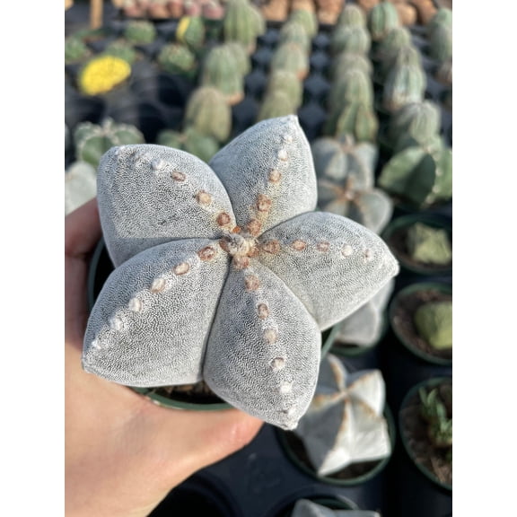 Rare Cactus - Astrophytum Coahuilense