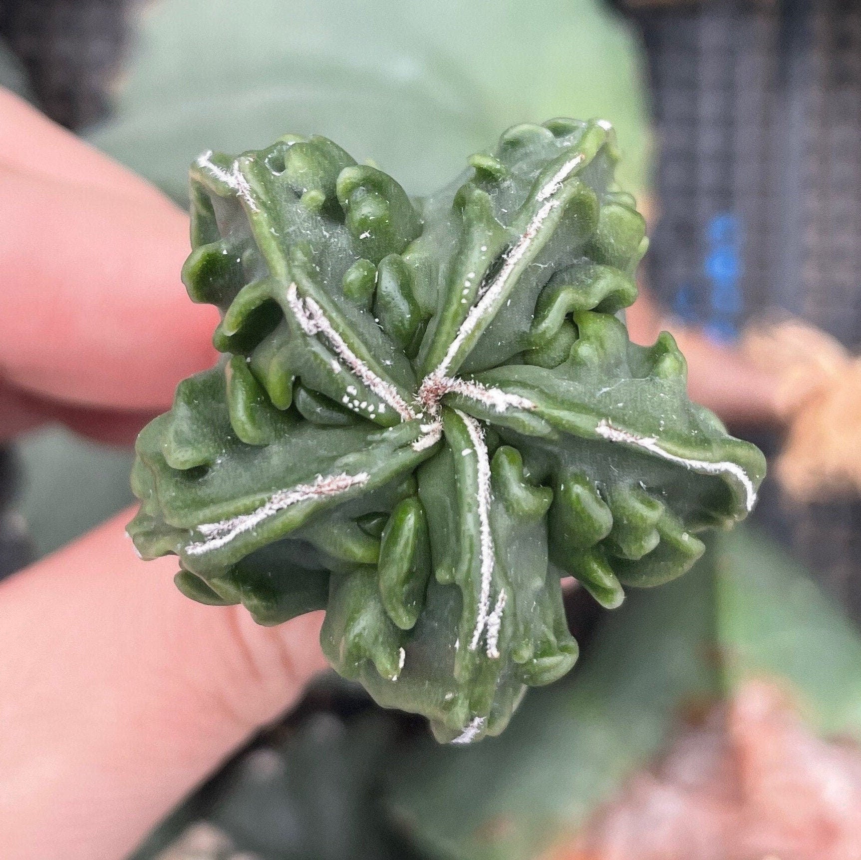 Rare Cactus - Astrophytum Myriostigma cv. Fukuryu (1.5"-2&rdquo;) -  Walmart.com