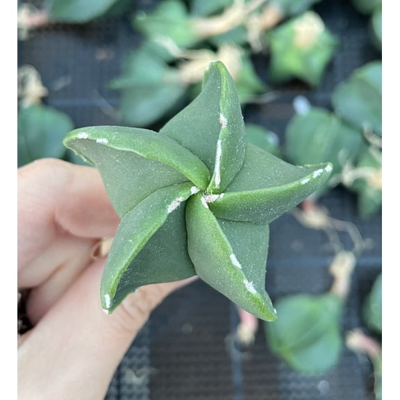 Rare Cactus - Astrophytum Myriostigma