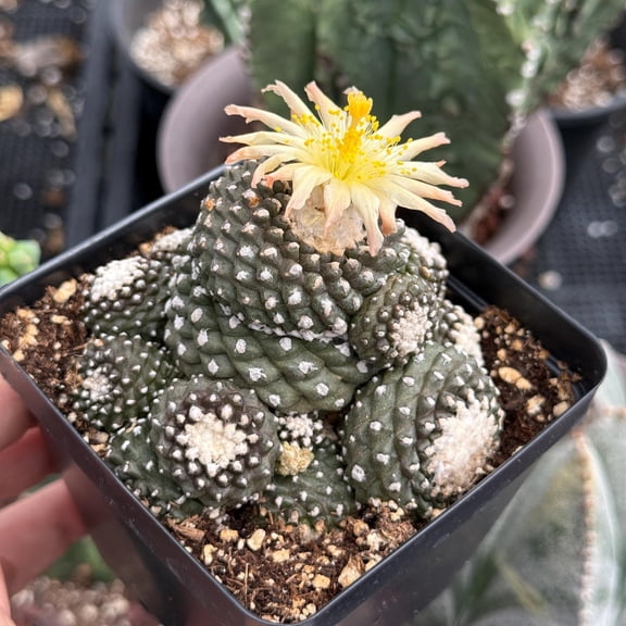 Rare Cactus, Copiapoa Tenuissima Large Cluster