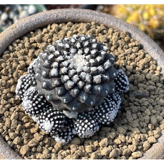 Rare Cactus, Copiapoa Tenuissima, Live Plant, Collectible