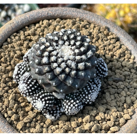 Rare Cactus - Copiapoa Tenuissima