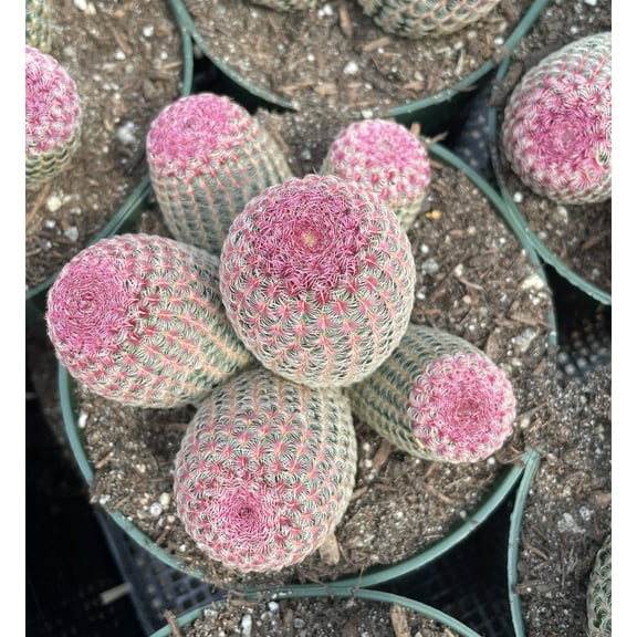 Rare Cactus - Echinocereus Rigidissimus Rainbow Cluster 3-6 Heads