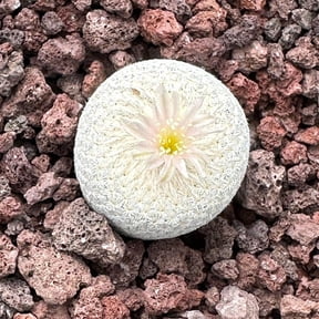 Rare Cactus - Epithelantha Bokei