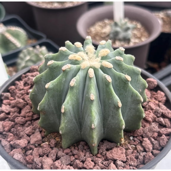Rare Cactus - Ferocactus Glaucescens Inermis (3"-4")