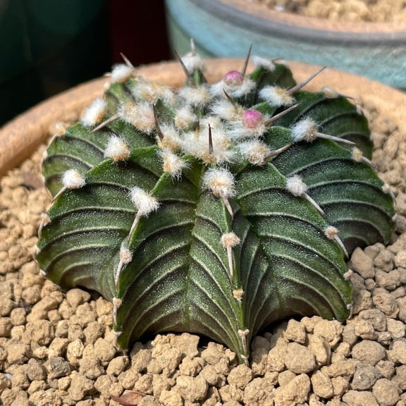 Rare Cactus, Gymnocalycium Mihanovichii LB2178, Live Plant