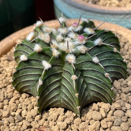 Rare Cactus, Gymnocalycium Mihanovichii LB2178, Live Plant