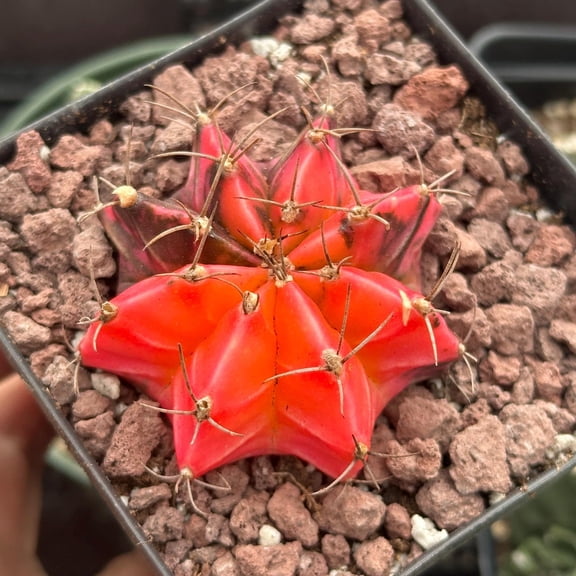 Rare Cactus - Gymnocalycium Mihanovichii Var. Friedrichii Werderm Variegata