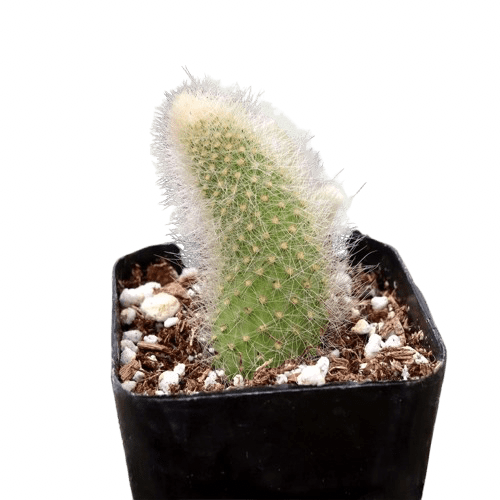Rare Cactus Plants, 2" Pot Monkey Tail Cactus, Live Succulent Cacti Plants Fully Rooted in Grower Pots, Easy Care House Plant (Short Tail (1-2 inch))