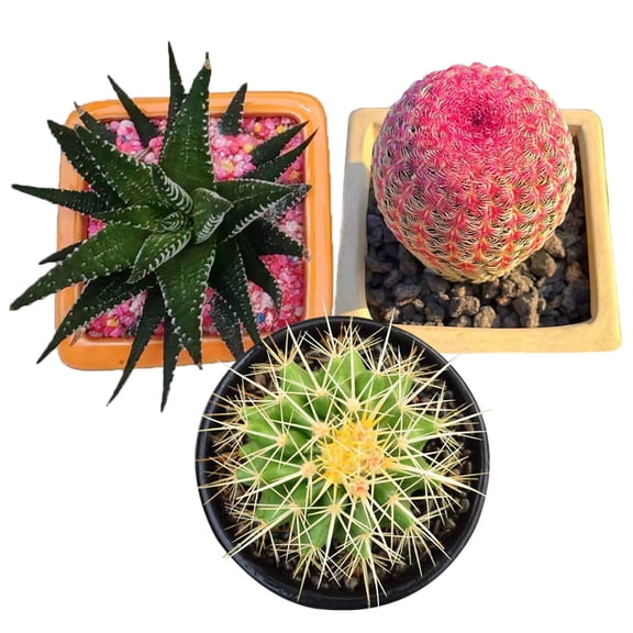 Rare Cactus Succulent Plants | Live House Plants for Home, Office, and Garden Decoration.