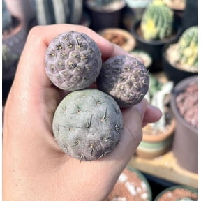 Rare Cactus - Tephrocactus Geometricus (Single Ball cutting)