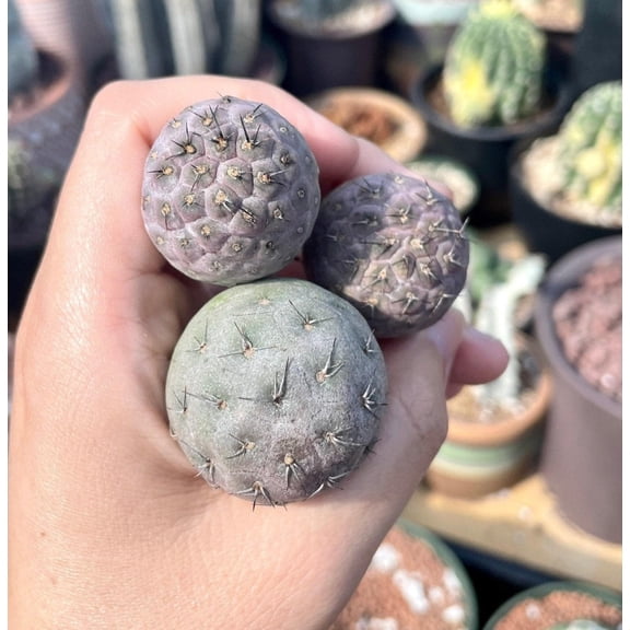 Rare Cactus - Tephrocactus Geometricus (Single Ball cutting)