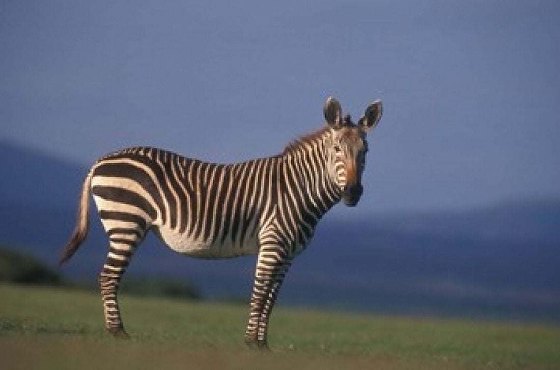Rare Cape Mountain Zebra South Africa Canvas Art - Stuart Westmorland DanitaDelimont (18 x 12)