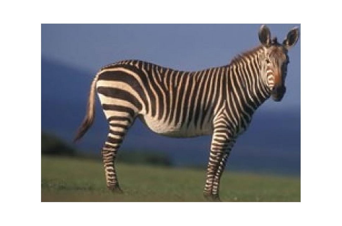 Rare Cape Mountain Zebra South Africa Canvas Art - Stuart Westmorland DanitaDelimont (36 x 24)