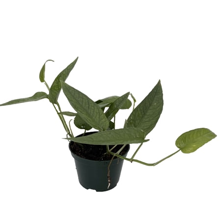 Rare Cebu Blue Pothos - Epipremnum Pinnatum - 4" Pot