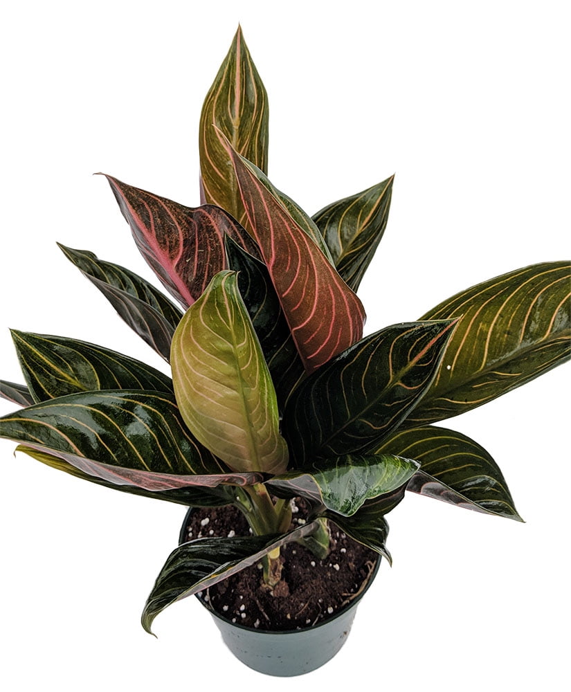 Rare Chocolate Chinese Evergreen Plant - Aglaonema - Grows in Dim Light -  5" Pot