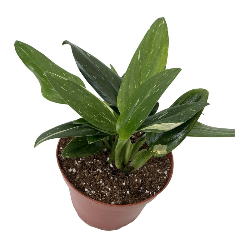 Rare Cobra Philodendron - House Plant -6" Pot - Walmart.com