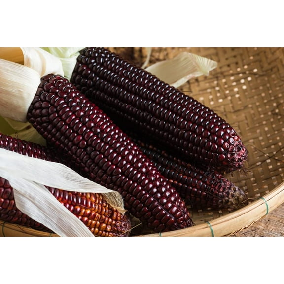 Rare Corn Seeds for Planting - 25 Seeds per Packet - (Bloody Butcher Corn)
