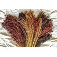 thumbnail image 1 of Rare Corn Seeds for Planting - 25 Seeds per Packet - (Broom Corn), 1 of 1