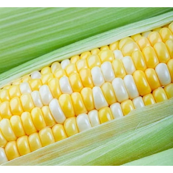 Rare Corn Seeds for Planting - 25 Seeds per Packet - (Peaches & Cream Sweet Corn)