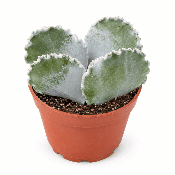 Rare Cotyledon undulata , Silver Ruffles,Scallop Clam succulent 4 inch pot, Live Succulent Plants Fully Rooted in Grower Pots, Easy Care House Plant 4 inch pot