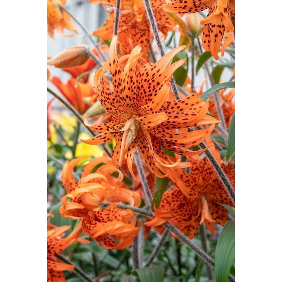 Rare Double Flore Pleno Tiger Lily 2 Bulbs 14/16 cm - Heirloom