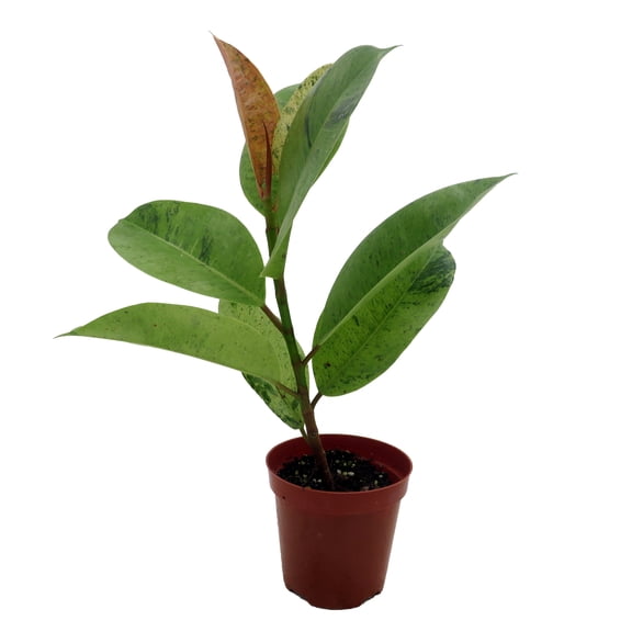 Rare Elastica 'shivereana' Ficus - Moonshine Rubber Tree - 4" Pot