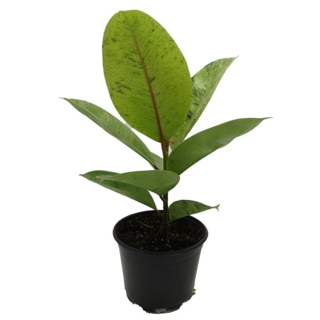 Rare Elastica 'shivereana' Ficus - Moonshine Rubber Tree - 6" Pot