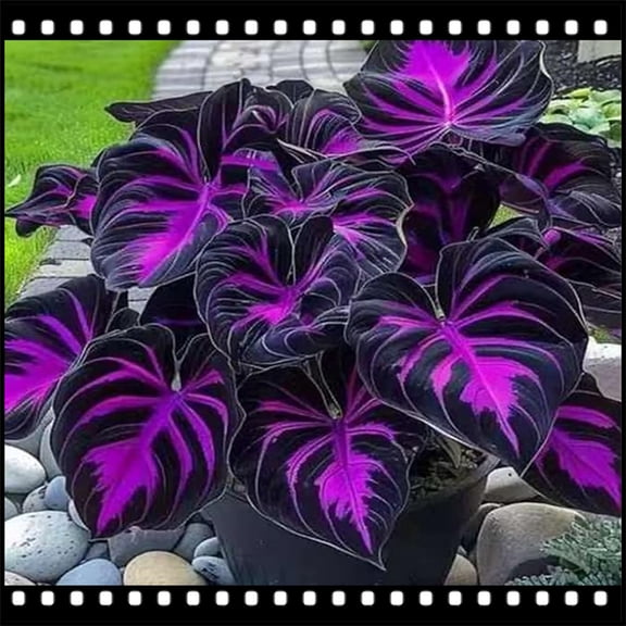 Rare Elephant Ear for Landscapes-Long Continuous Blooms-Low Maintenance-Ideal for Flower beds, Plant Pots & Planters