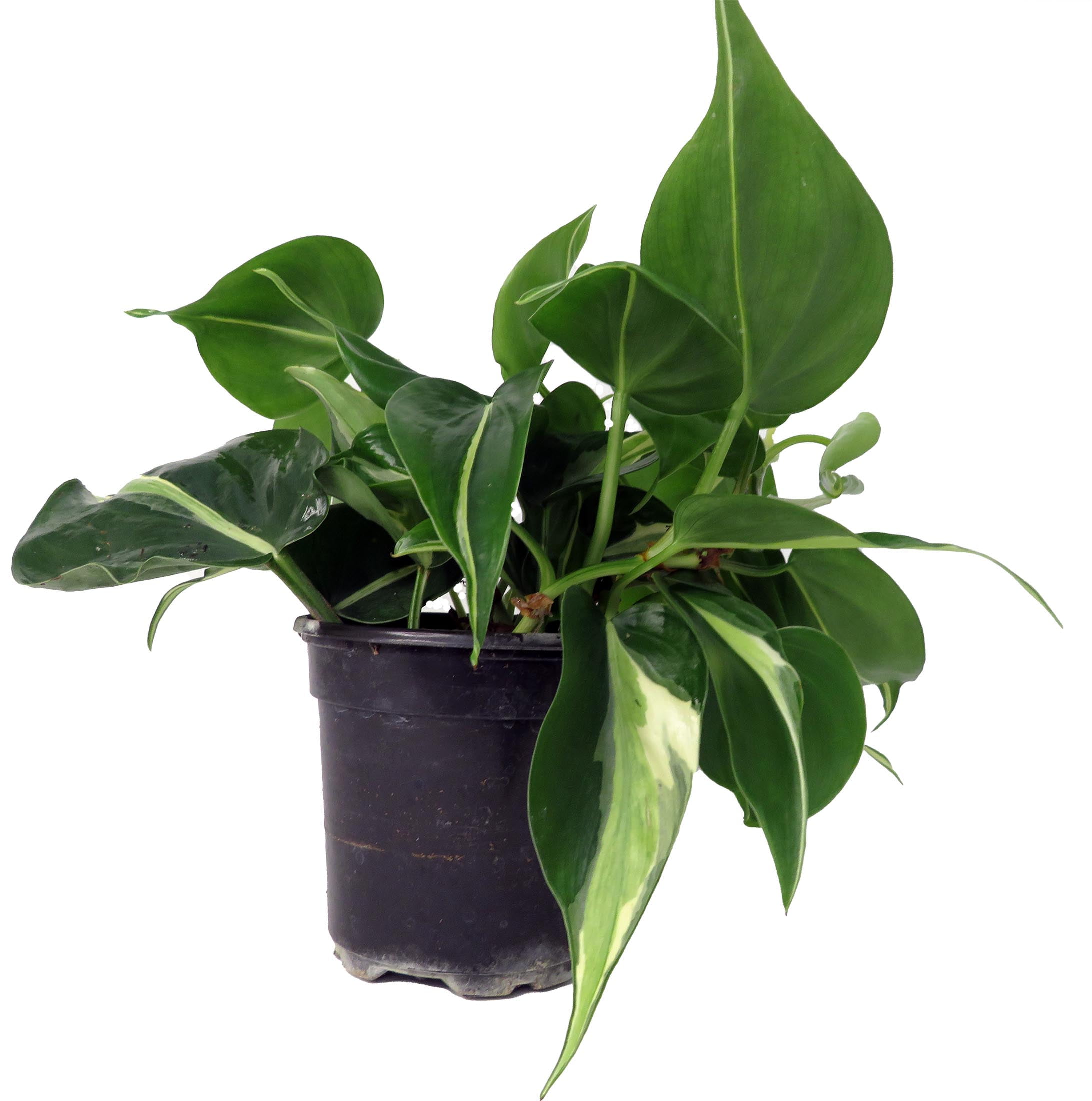 Philodendron Plants Near Me: Shop Live Philodendrons